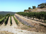 Biondi-Santi Rosso di Montalcino, 2018, Tuscany, Italy