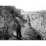 Bruno Rocca Barbaresco DOCG, 2017, Piemonte, Italy